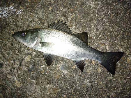 爆風のメバリング